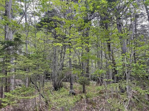 Land Locust Street, Brooklyn, NS 