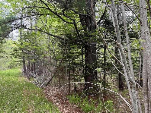 Land Locust Street, Brooklyn, NS 