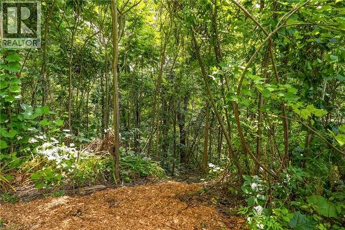 Wood chip pathway extending into a dense wooded area featuring mature trees and varied undergrowth - 5258 Cedar Springs Road, Burlington, ON - Outdoor