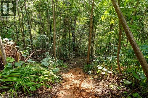 Wooded natural landscape featuring a downward sloping earthen path - 5258 Cedar Springs Road, Burlington, ON - Outdoor