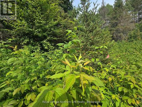 680 Mount Pleasant Road, Calvin, ON 