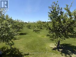 Awesome apple orchard - 