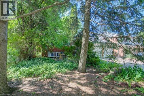 Mature trees frame a landscaped outdoor space featuring ground cover and natural foliage - 60 Mayfield Avenue, Waterloo, ON 