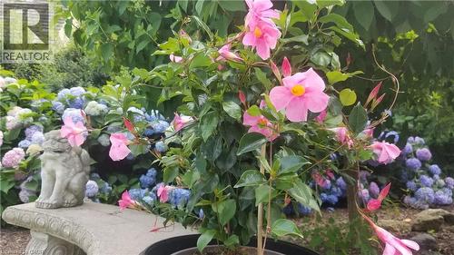 Blue hydrangea in bloom in a prior summer. Garden bench included. - 3040 First Street, Burlington, ON - Outdoor With View