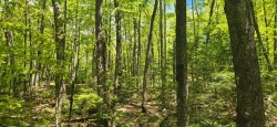 View - 