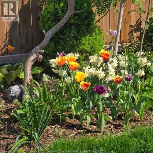 2841 Garvey Crescent, Windsor, ON 