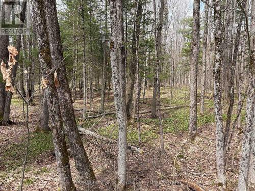 0 Dauncey Road, Magnetawan (Spence), ON 