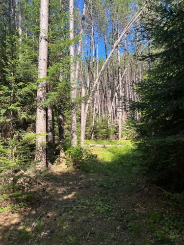 Woodland - 368 Ch. Brown, Litchfield, QC - Outdoor With View