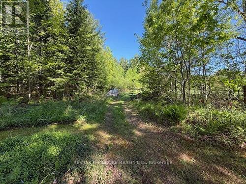 backyard - 410 Green Lake Road, North Algona Wilberforce, ON 