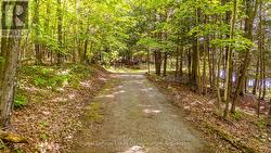 Beautiful pathway - 