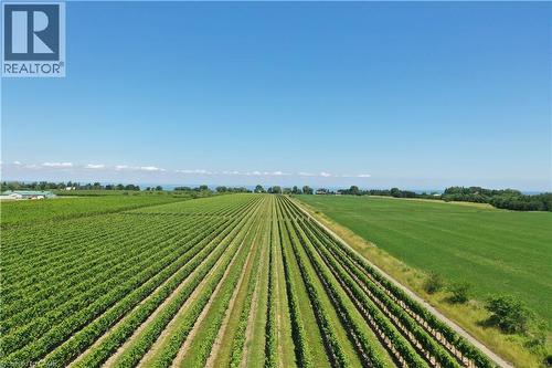 Expansive vineyard rows under a clear blue sky, featuring cultivated fields and distant water - 3705 Service Road N, Beamsville, ON 