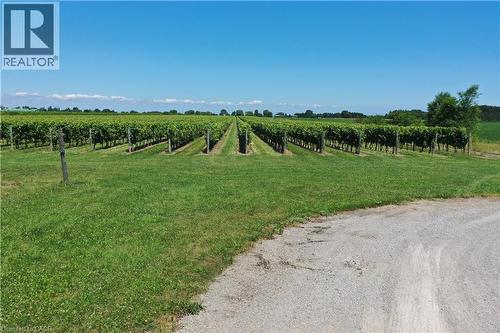 Expansive vineyard rows featuring mature grapevines and a clear blue sky - 3705 Service Road N, Beamsville, ON 