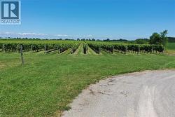 Expansive vineyard rows featuring mature grapevines and a clear blue sky - 