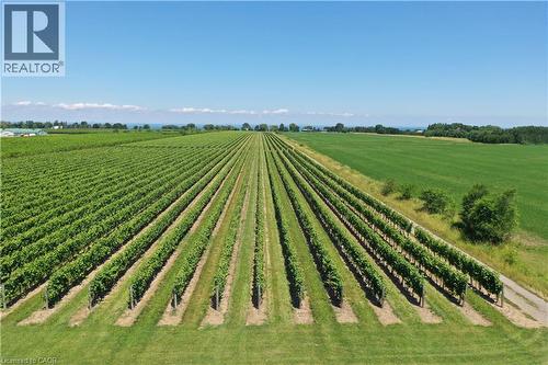 Expansive vineyard with rows of green grapevines - 3705 Service Road N, Beamsville, ON 