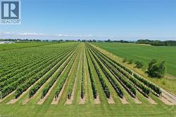 Expansive vineyard with rows of green grapevines - 