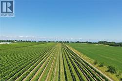 Expansive vineyard rows under a clear blue sky, featuring cultivated fields and distant water - 