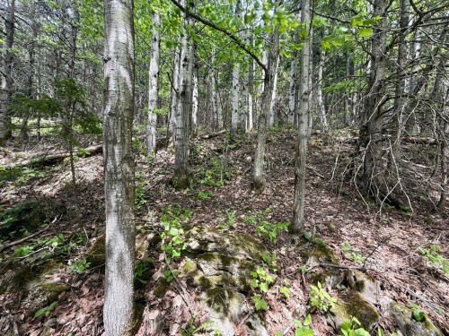 Lot - Route 204, Saint-Aubert, QC 