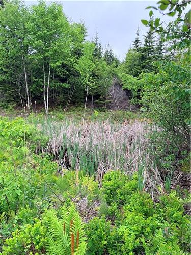 - Meadow Cove Rd, Musquash, NB 