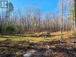 790 MITCHELL ROAD Madawaska Valley, ON K0J 1B0