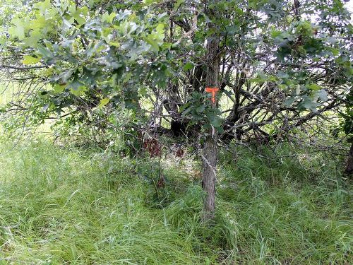 222 Morrison Rd, Morson, ON 