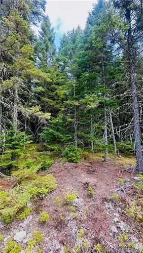 0 North Branch Rd, Juniper, NB 