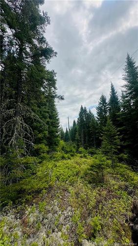 0 North Branch Rd, Juniper, NB 