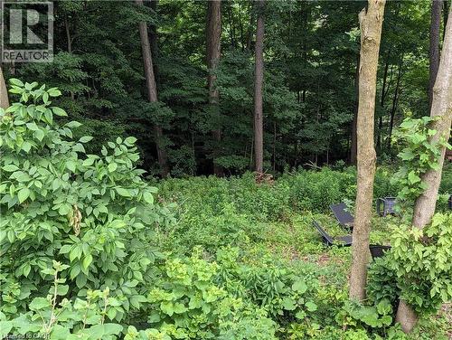 Mature tree canopy framing an expanse of natural vegetation - 355 Edgehill Drive, Kitchener, ON 