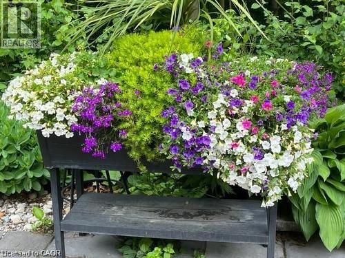 Planter box featuring a vibrant display of mixed annuals, including white, purple, and pink blooms - 355 Edgehill Drive, Kitchener, ON 