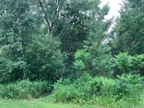 Terre/Terrain - 100E Avenue, Laval (Chomedey), QC 