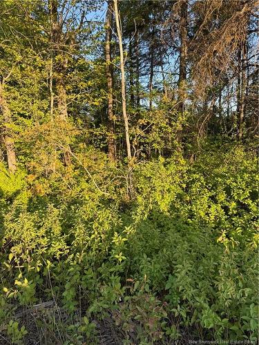 Lot Baseline Rd, Cornhill, NB 