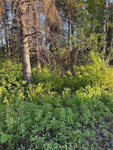 Lot Baseline Rd, Cornhill, NB 