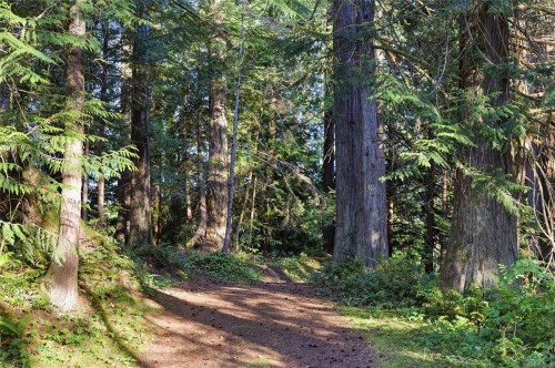 614 Curran Rd, Fanny Bay, BC 