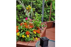 Patio - 