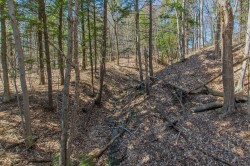 Wooded area - 