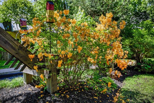 Jardin - 1100 Ch. Du Manoir, Rosemère, QC 