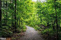 Trail Leading to the Dock - 