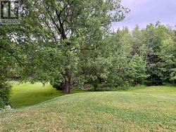 Backyard - 