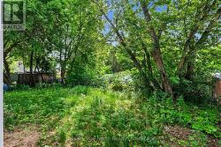 rear yard - 