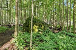 Big Rock on trail - 