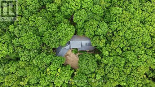 Hardwood forest surrounding home - 805500 25 Side Road, Grey Highlands, ON 