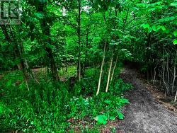 Walking Path - 