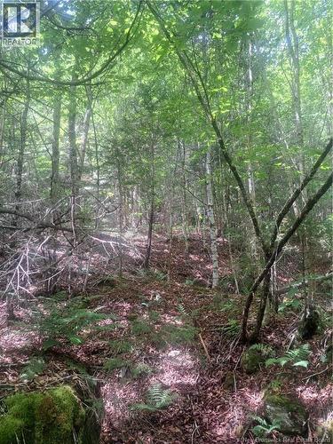 0 Pattersonsiding/Town Plot Road, St. Martins, NB 