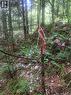 0 Pattersonsiding/Town Plot Road, St. Martins, NB 