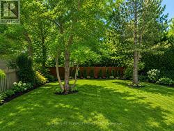Backyard - 