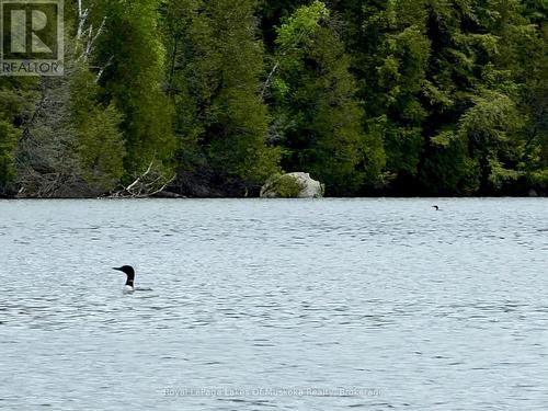Nothing Beats a Loon Call on the Water. - 0 Island Lake Road, Kearney, ON 