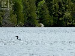 Nothing Beats a Loon Call on the Water. - 