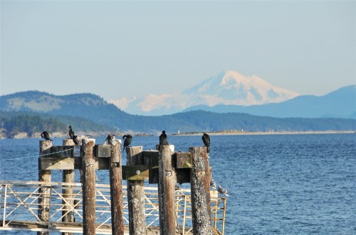 #29-2353 Harbour Rd, Sidney, BC 
