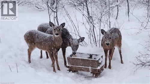 Winter Wildlife Behind - 220 Salisbury Avenue Unit# 23, Cambridge, ON - Outdoor