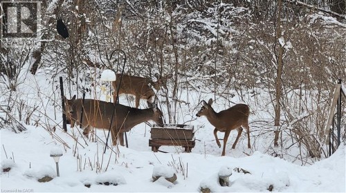 Winter Wildlife Behind - 220 Salisbury Avenue Unit# 23, Cambridge, ON - Outdoor