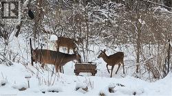 Winter Wildlife Behind - 